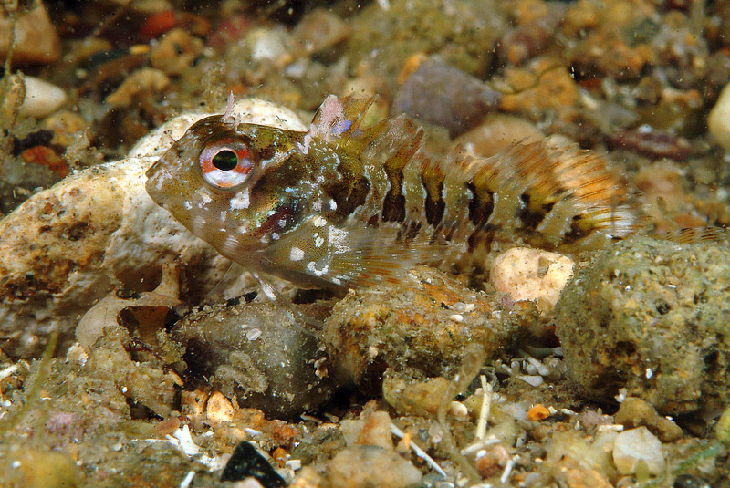Piccolo blennide (Parablennius gattorugine)